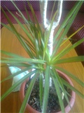 moja dracena